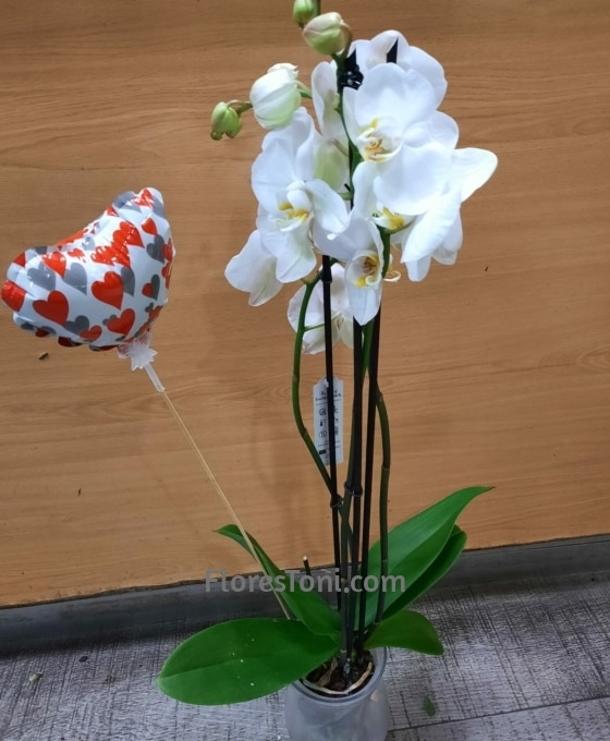 Orquidea Blanca Decorada | Floristería Flores Toñi